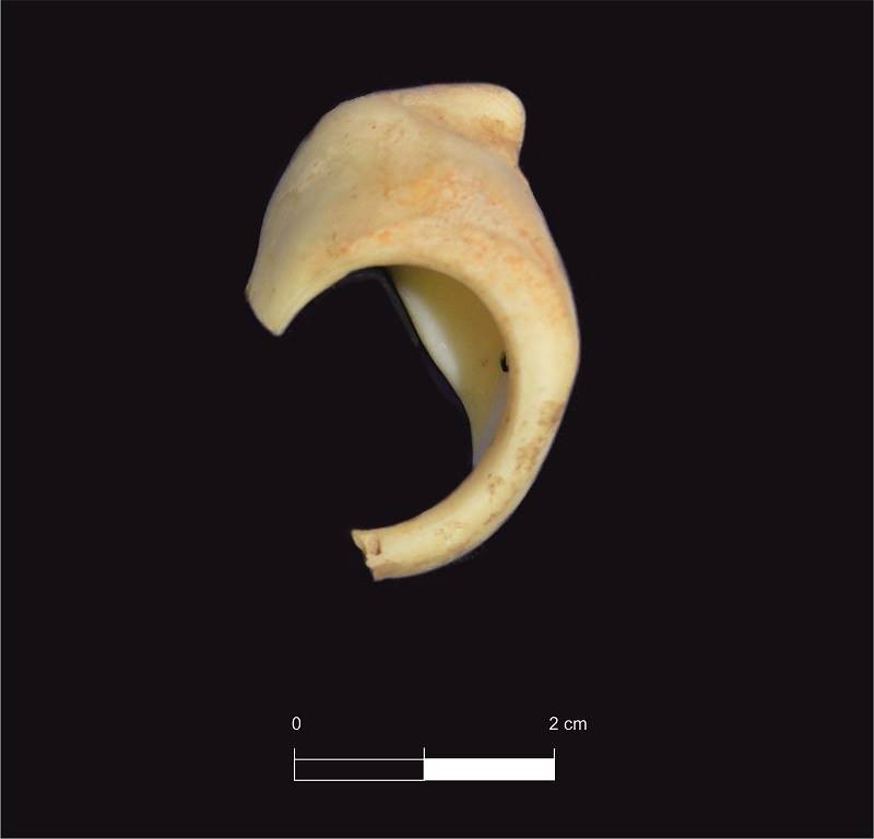 Neolithic shell ring
